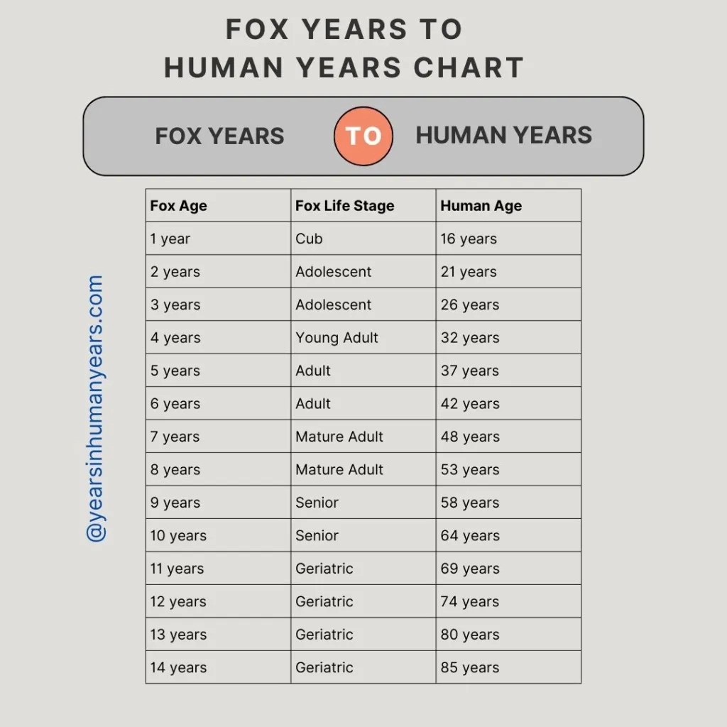 Fox Age in Human Years Chart
