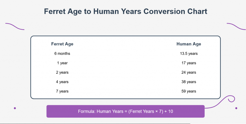 Ferret Age Chart